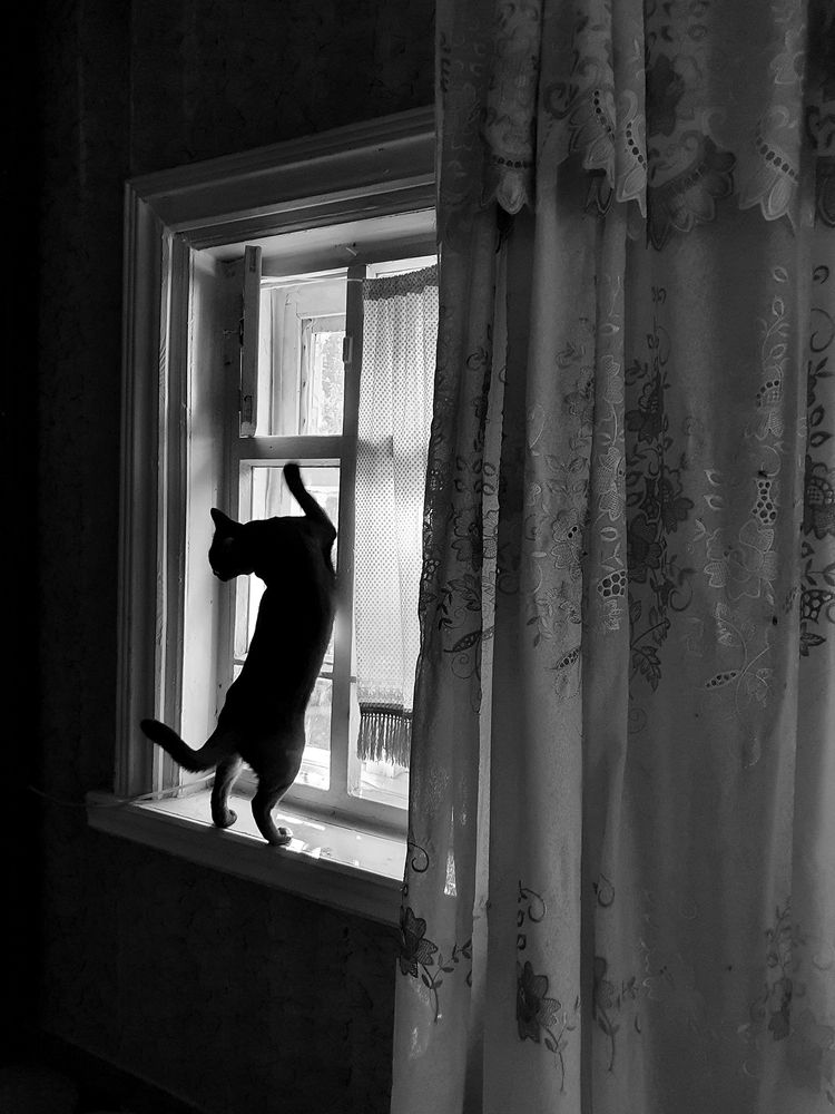 Фотография автора Надежда Лисицына