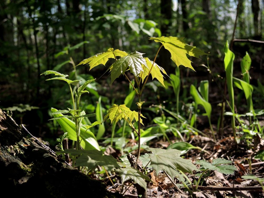 Юность клёна