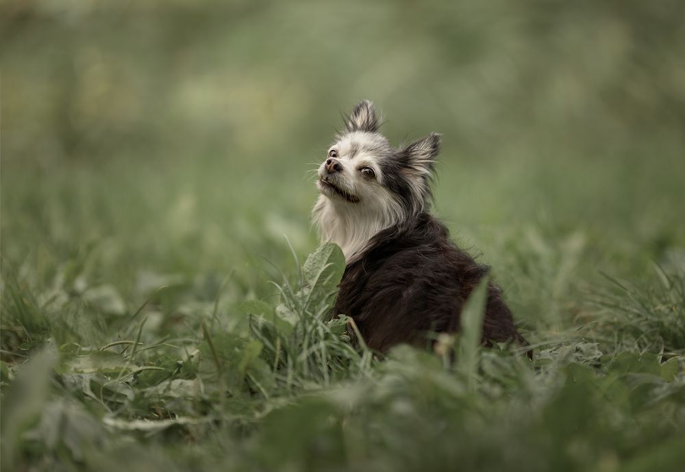 Photograph by Yong Lei van Barlingen