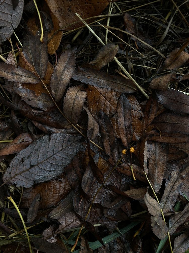 Photograph by Виктория Лаур