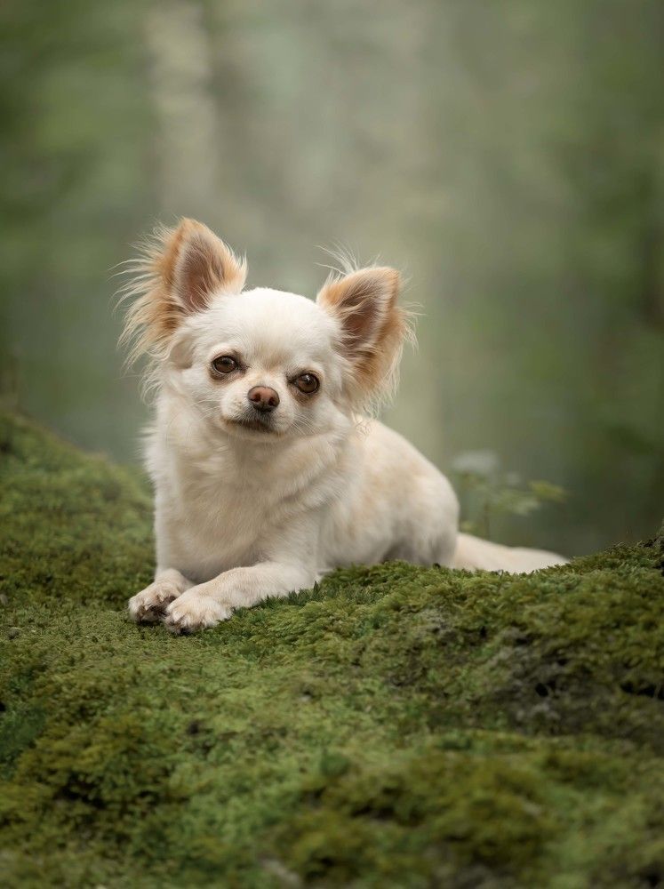 Photograph by Yong Lei van Barlingen