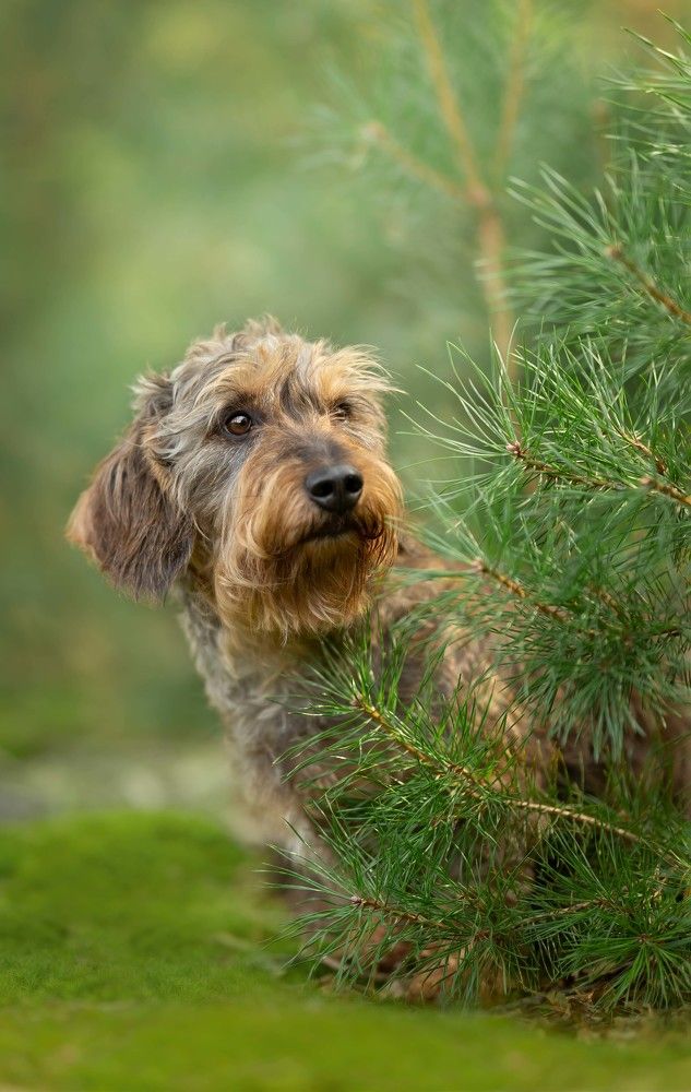 Photograph by Yong Lei van Barlingen