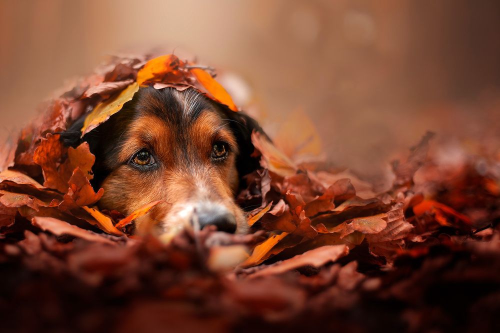 Photograph by Yong Lei van Barlingen