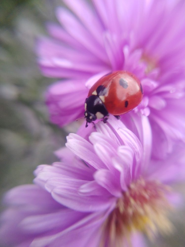 Photograph by Нелли Золотая