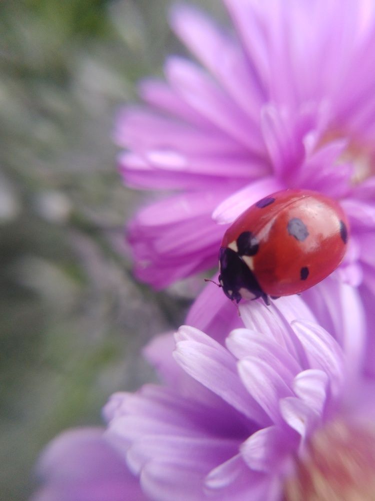 Photograph by Нелли Золотая