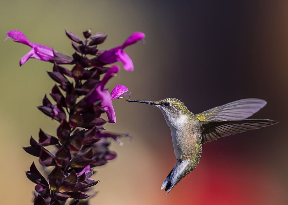 Ruby throated hummingbird