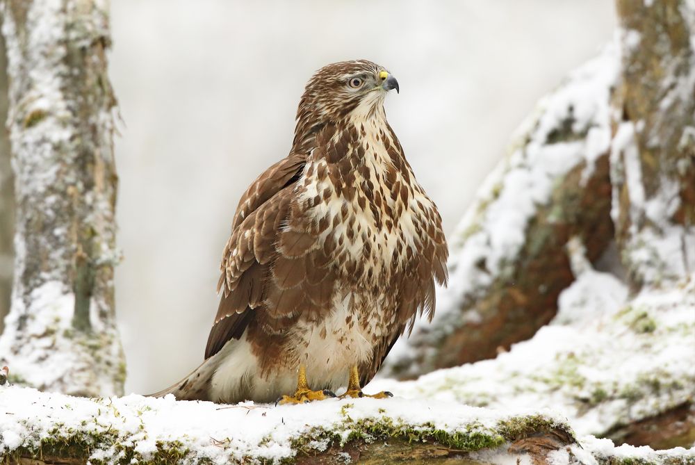 Фотография автора Александр Гусар