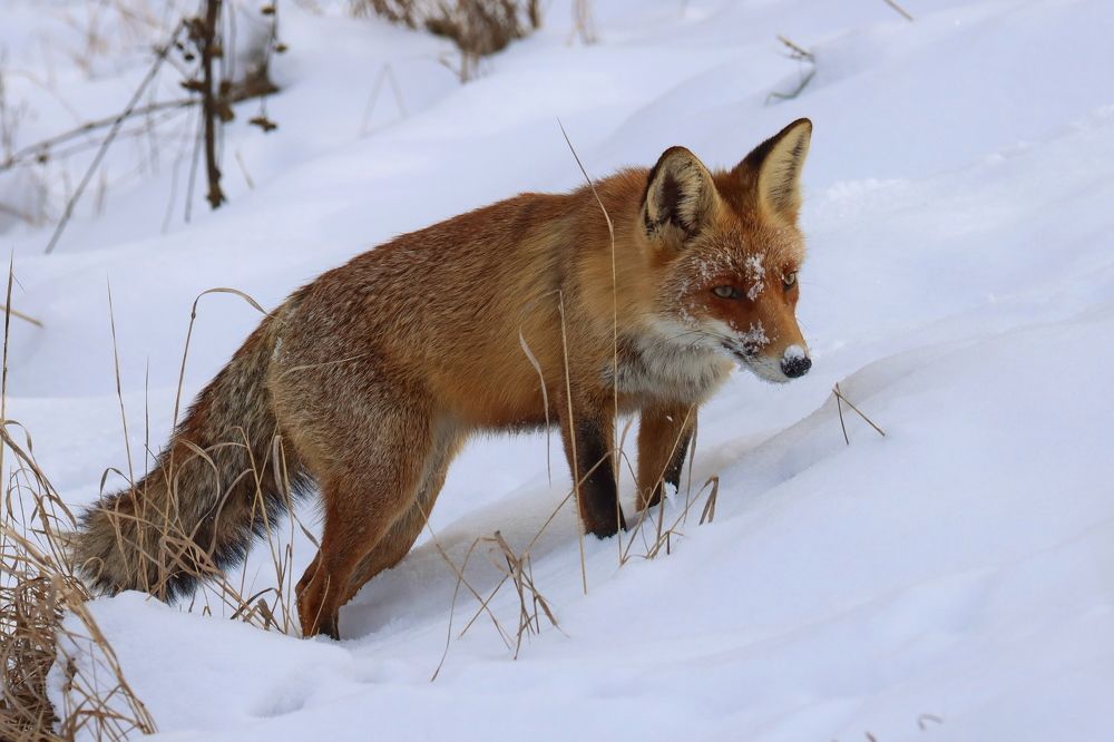 Рыжая плутовка