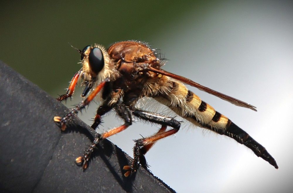 Photograph by Carol Taylor