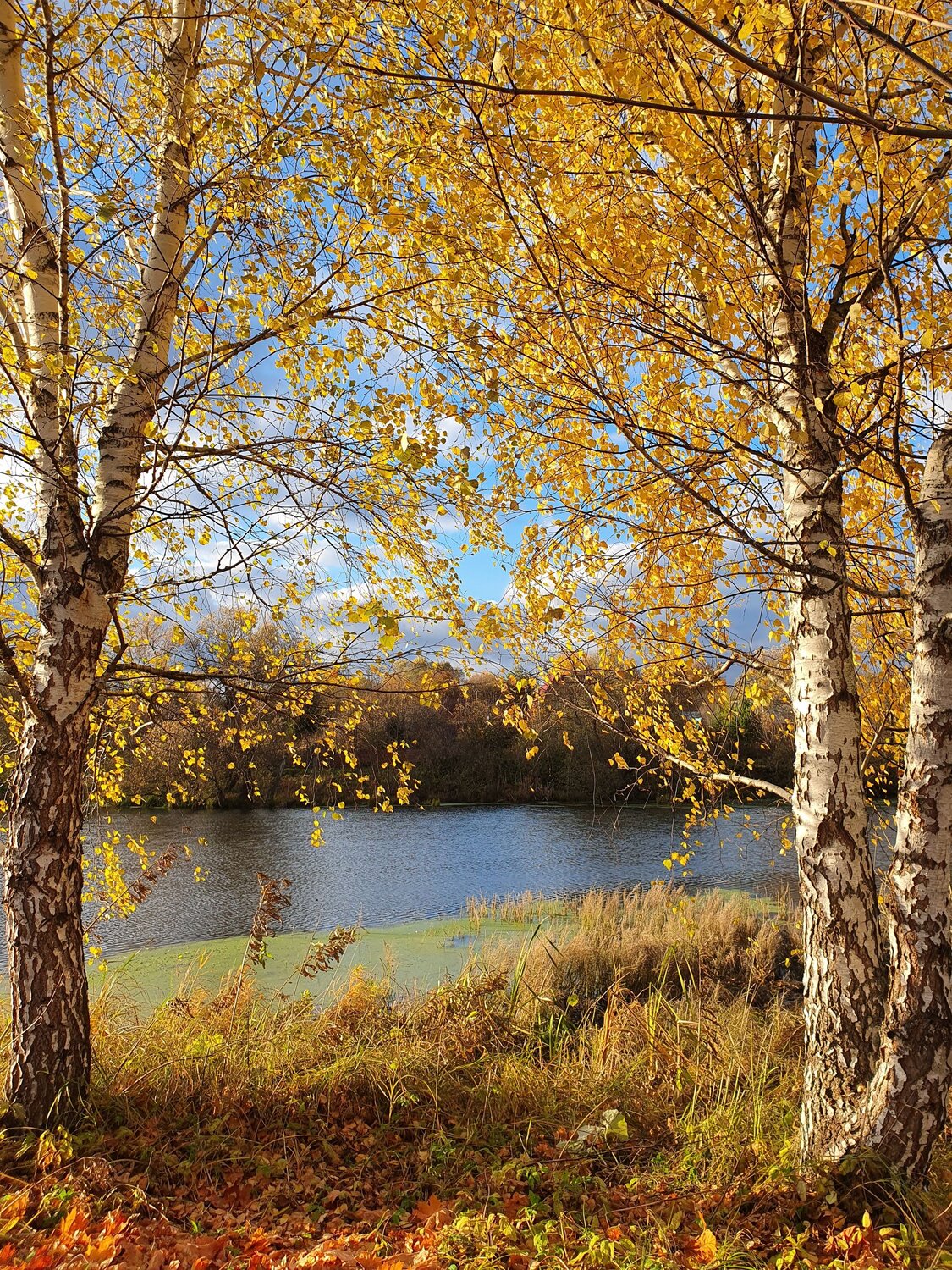 Photo #8072259