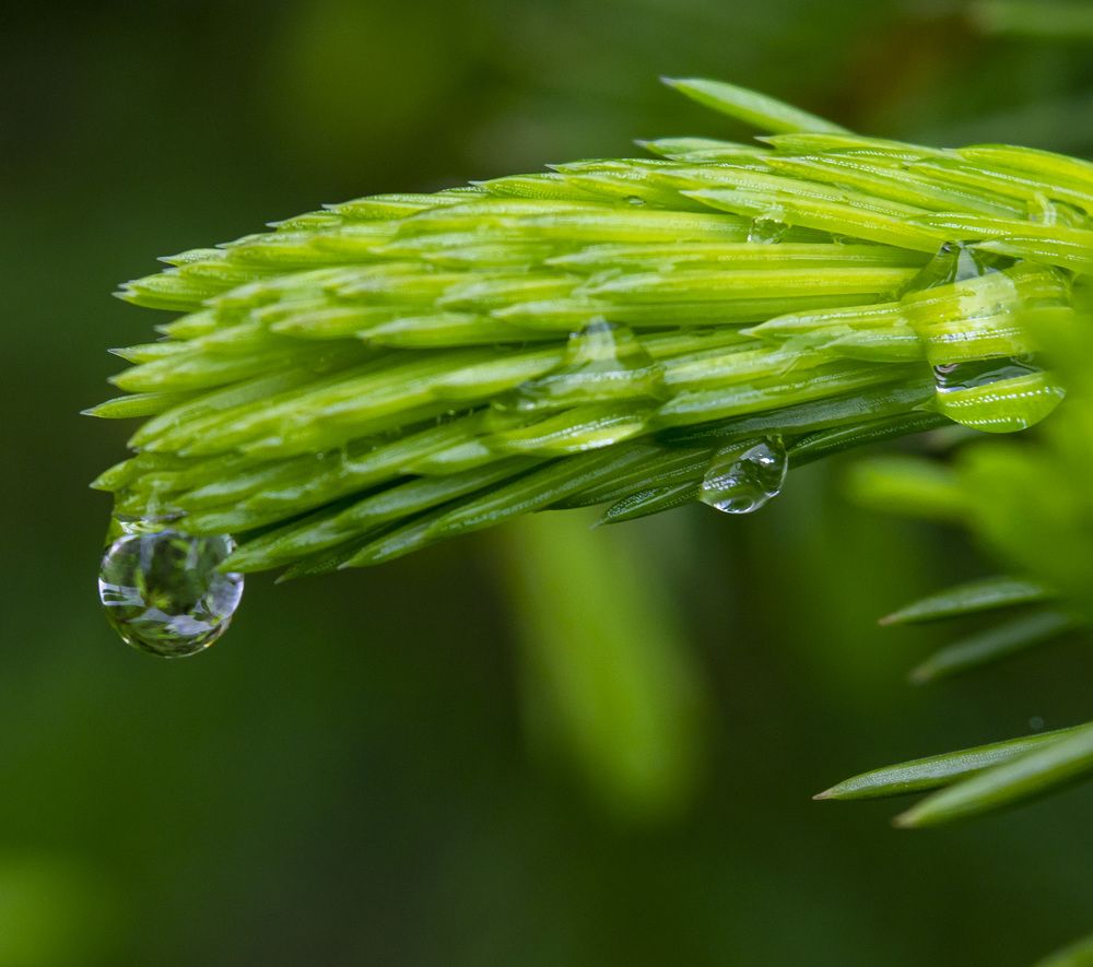 Капли дождя