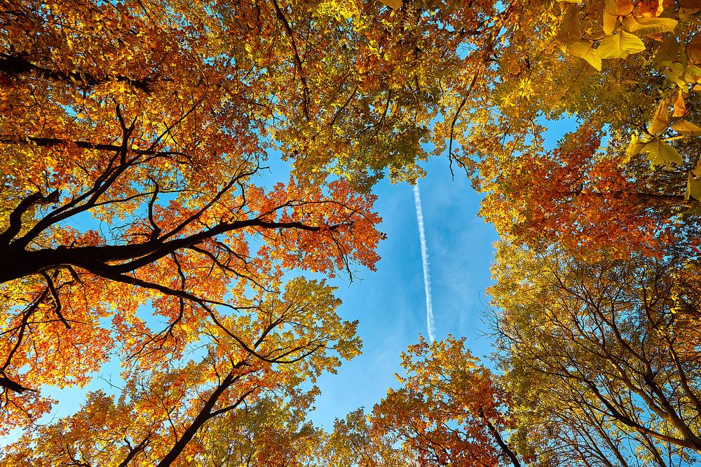 Autumn overhead