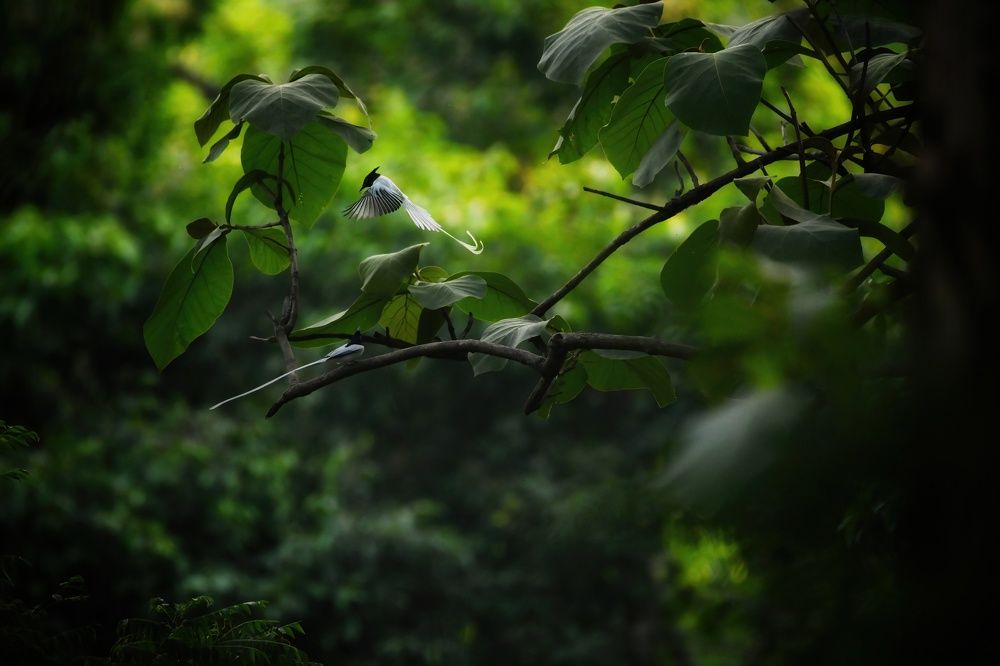 Photograph by Aritra Pal