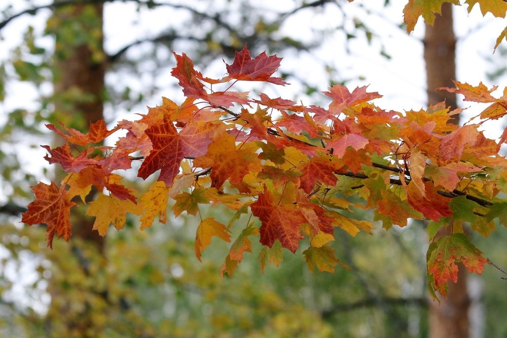 Краски осени-2022