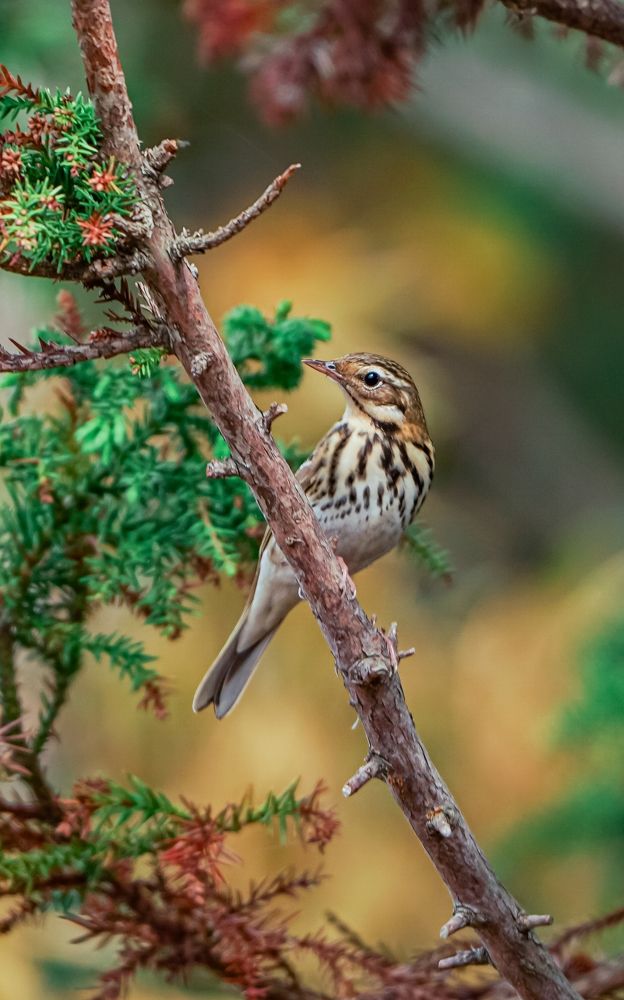 Photograph by H l thilinda shiraj