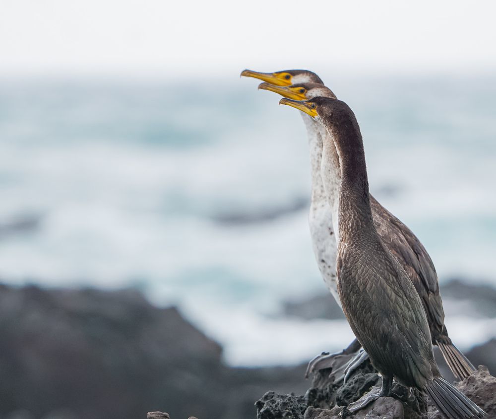 Photograph by H l thilinda shiraj