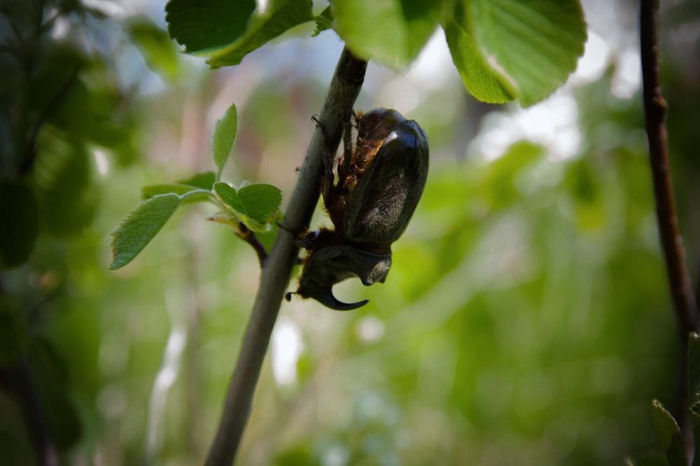 Photograph by Людмила Савчук