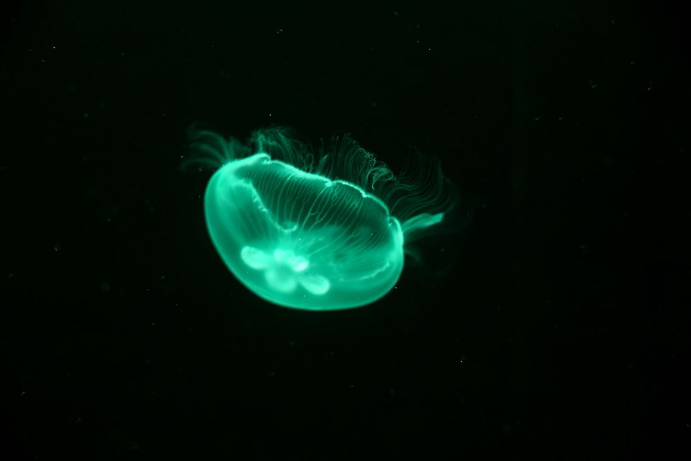 Photograph by Наталья Сенотрусова