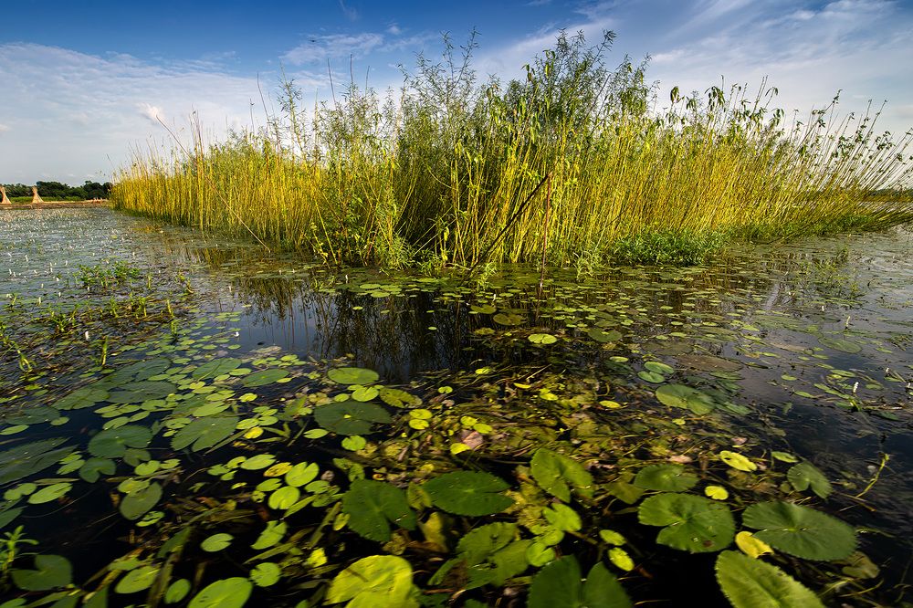Photograph by Sudipta Das