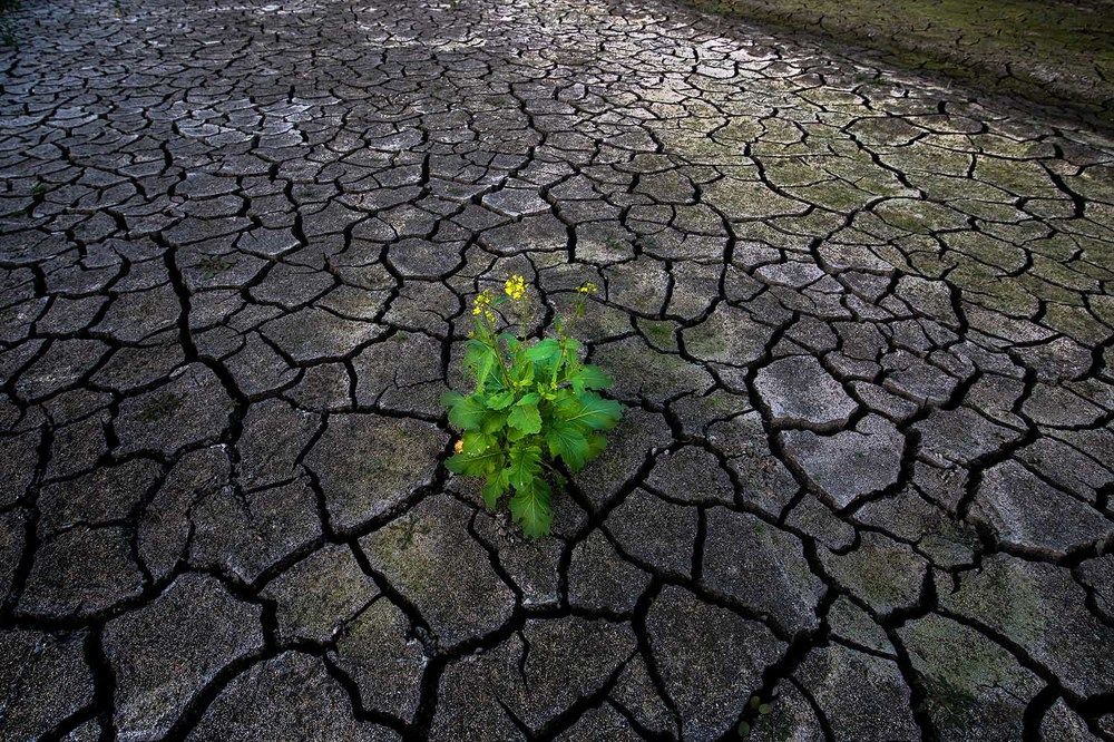 Photograph by Sudipta Das