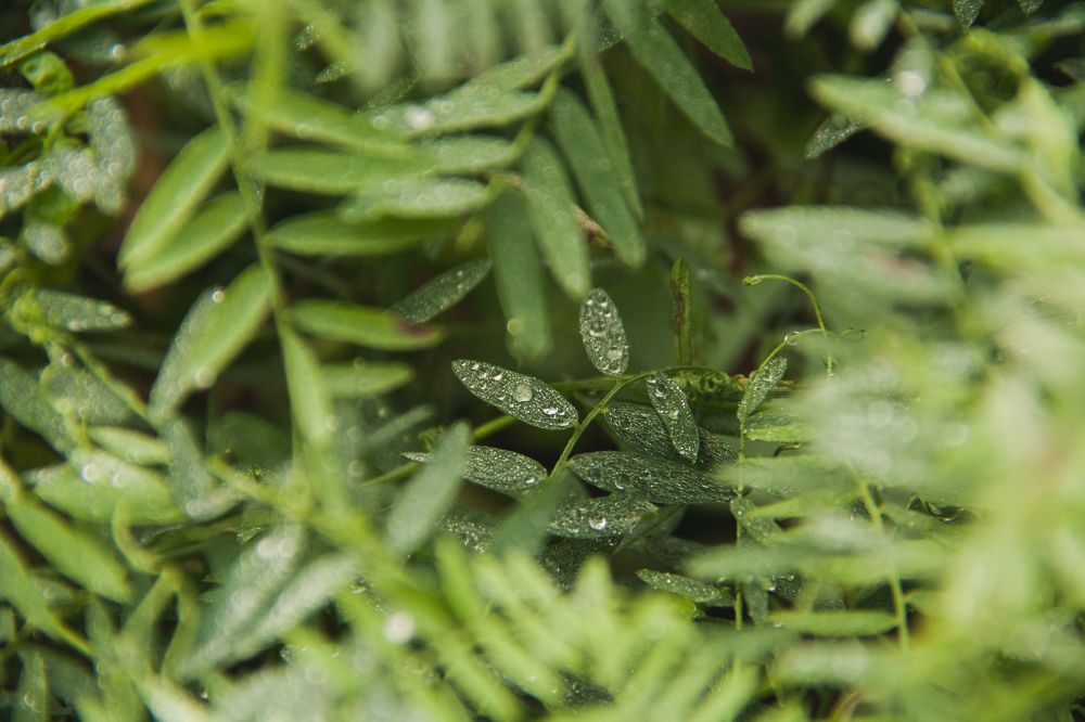 Немного утренней росы