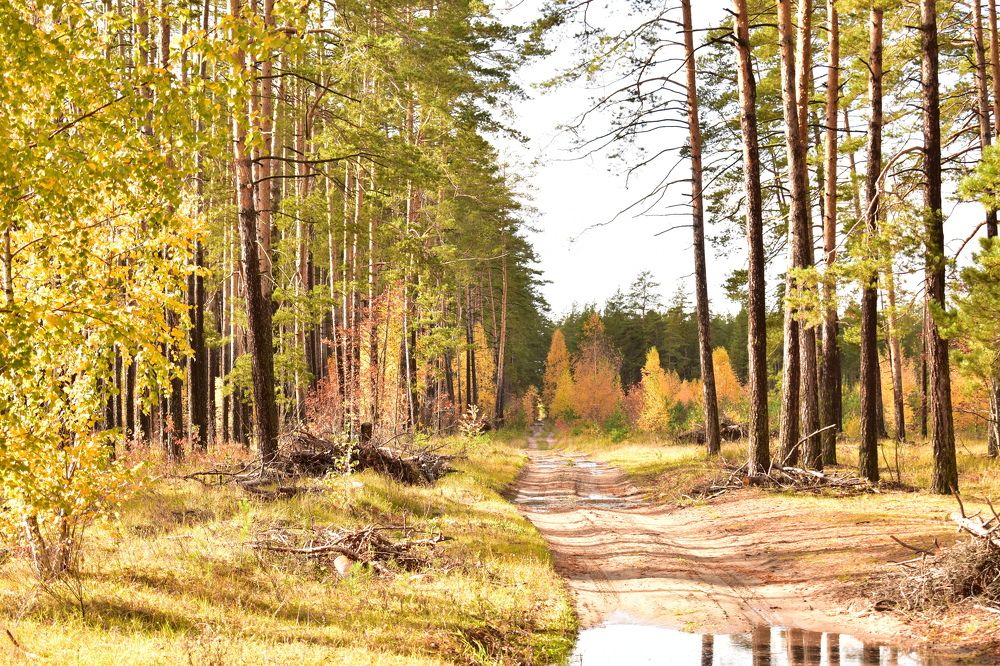 Фотография автора Наталья Сероглазова