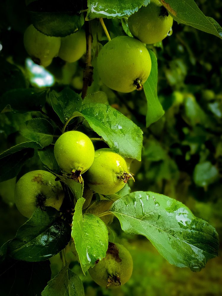 После дождя