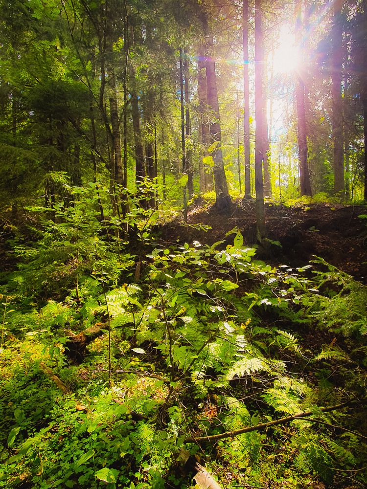 Фотография автора Inna Evseeva