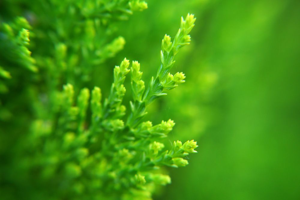 Green tree branch macro