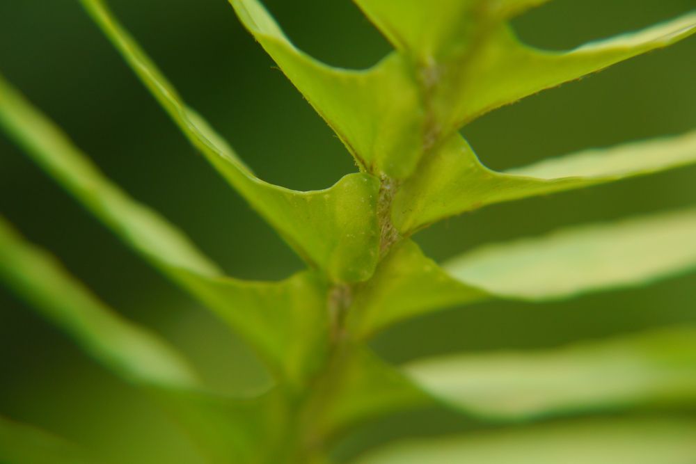 Fern leaf macro