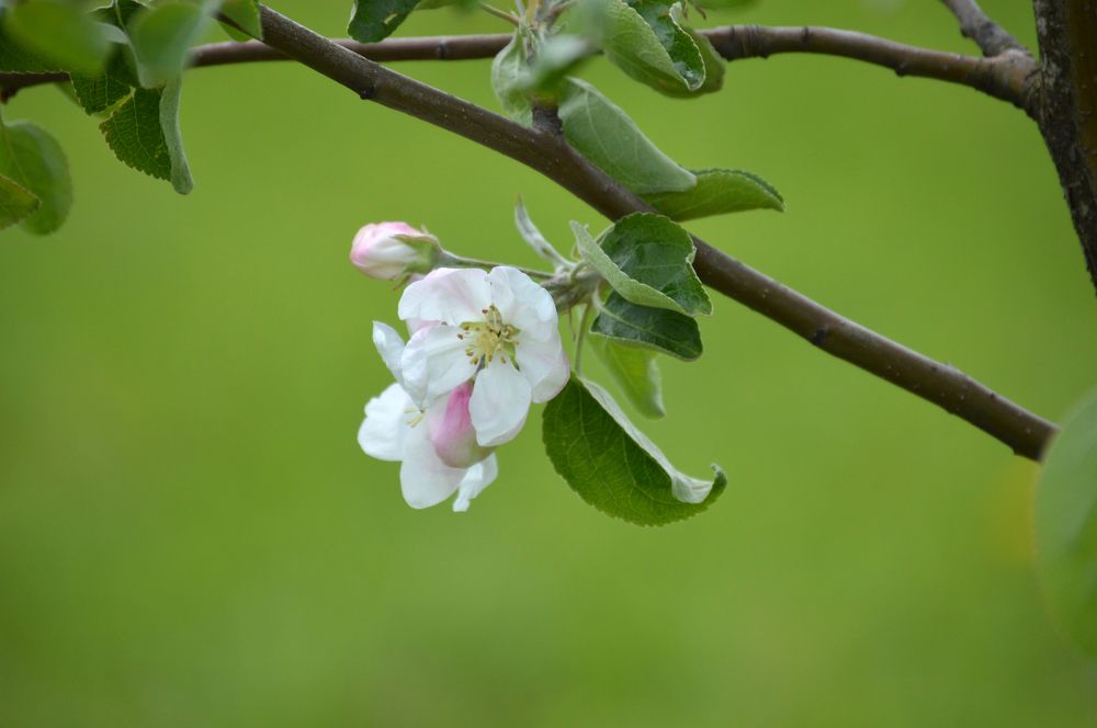 Apple blossom with green background