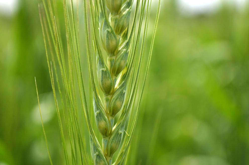 Green spica macro