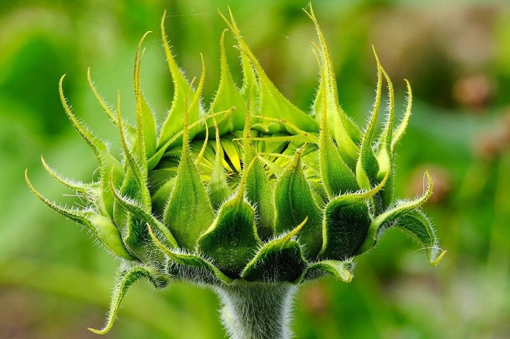 Photograph by Елена Масленникова