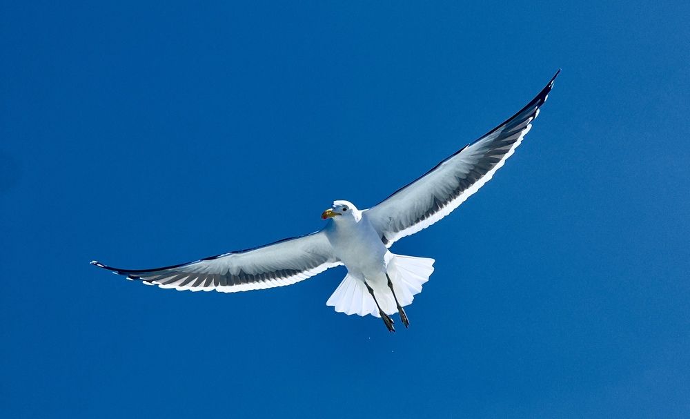 Photograph by AngolaOnAir