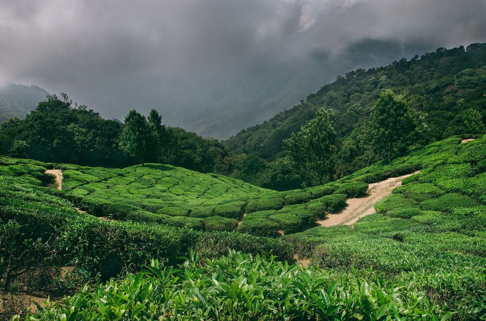 Tea Garden