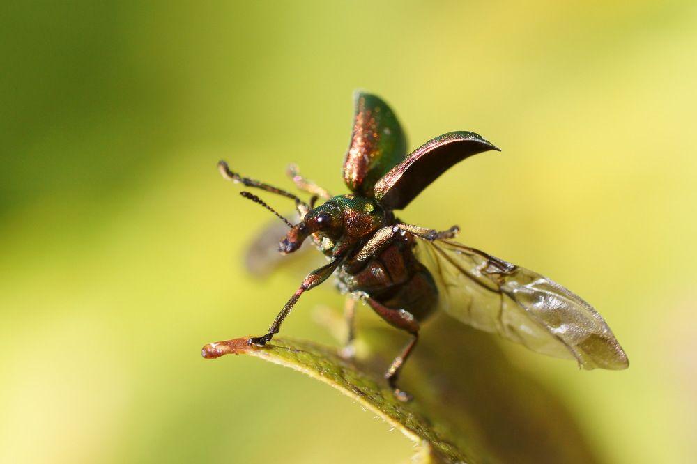 Эх, раззудись, плечо! Размахнись, крыло! Зажужжи, крыло, засверкай кругом!