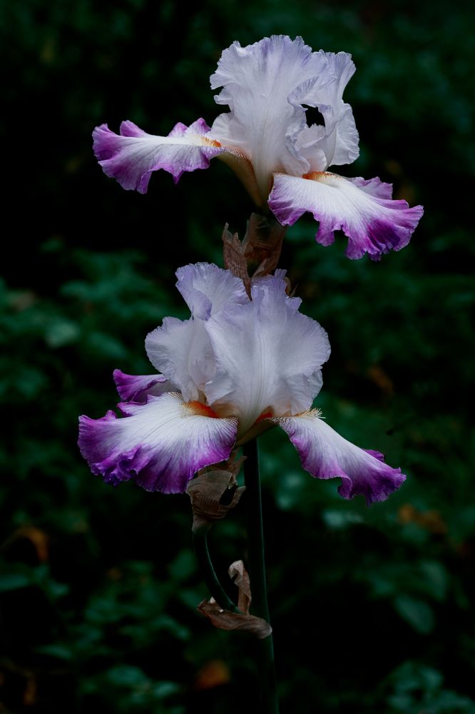 Photograph by Владимир Кваша