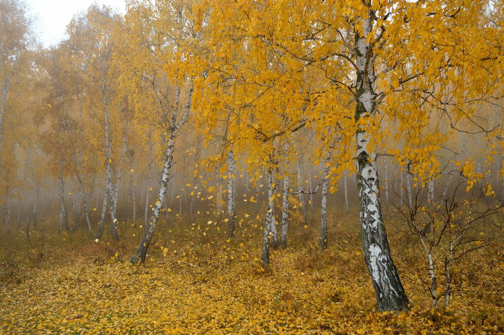 Photograph by Алексей Митрофанов