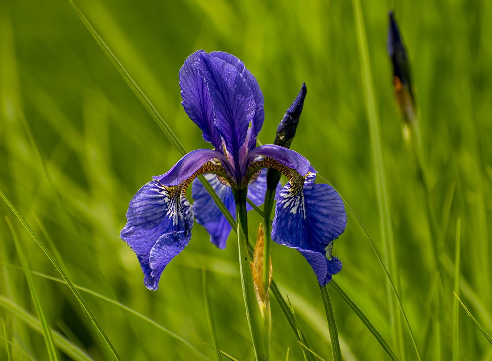 Лепестки как крылья бабочек