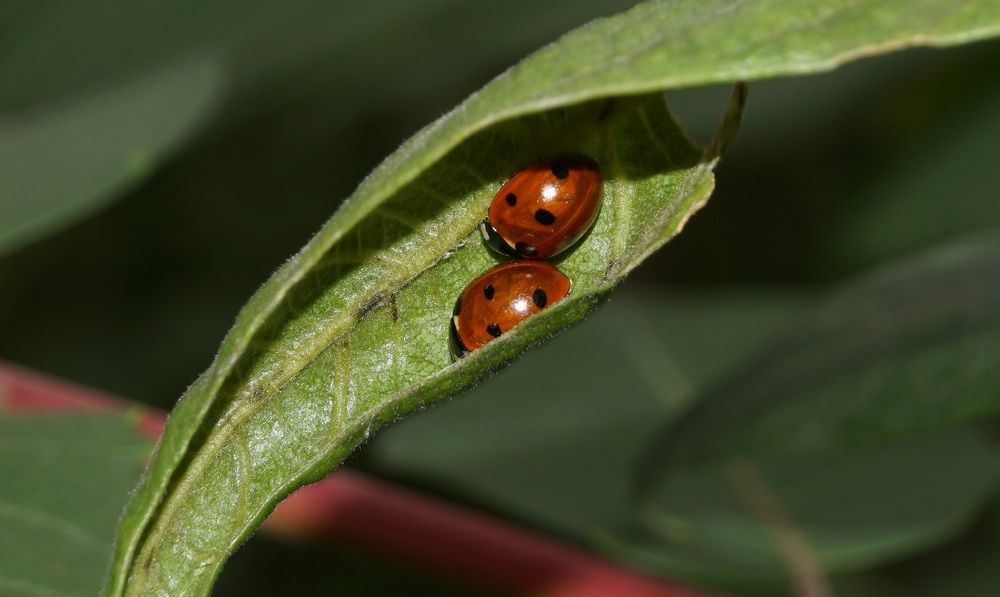 Photograph by Ави Христова