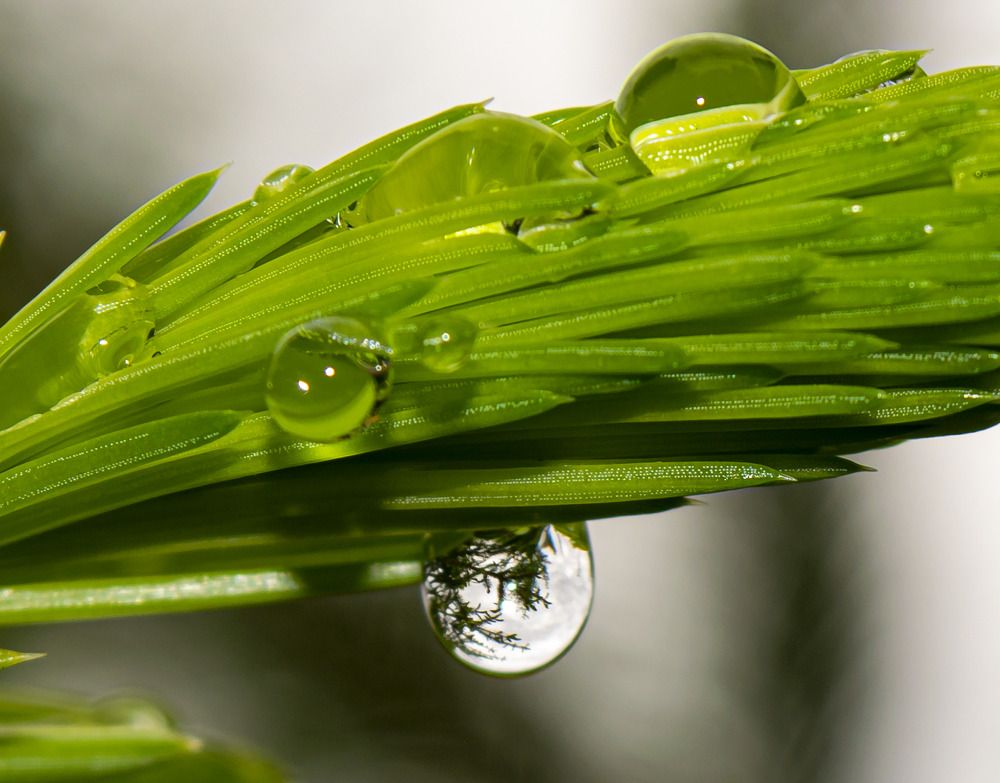 Дождь. Капелька