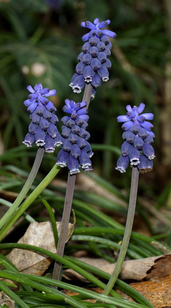 Photograph by Ави Христова