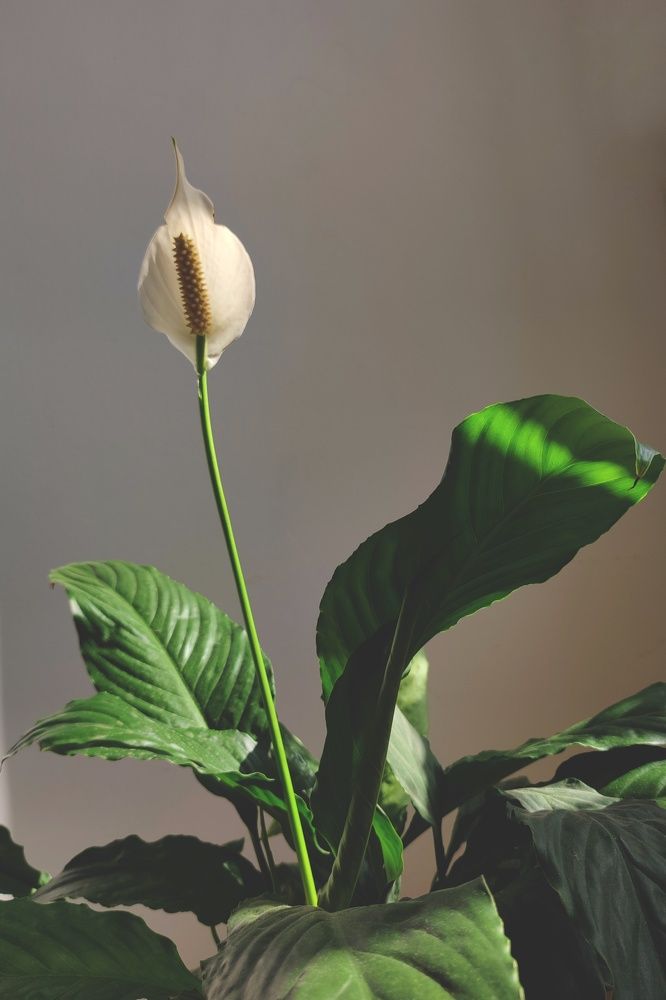 Фотография автора Марина Маллаева