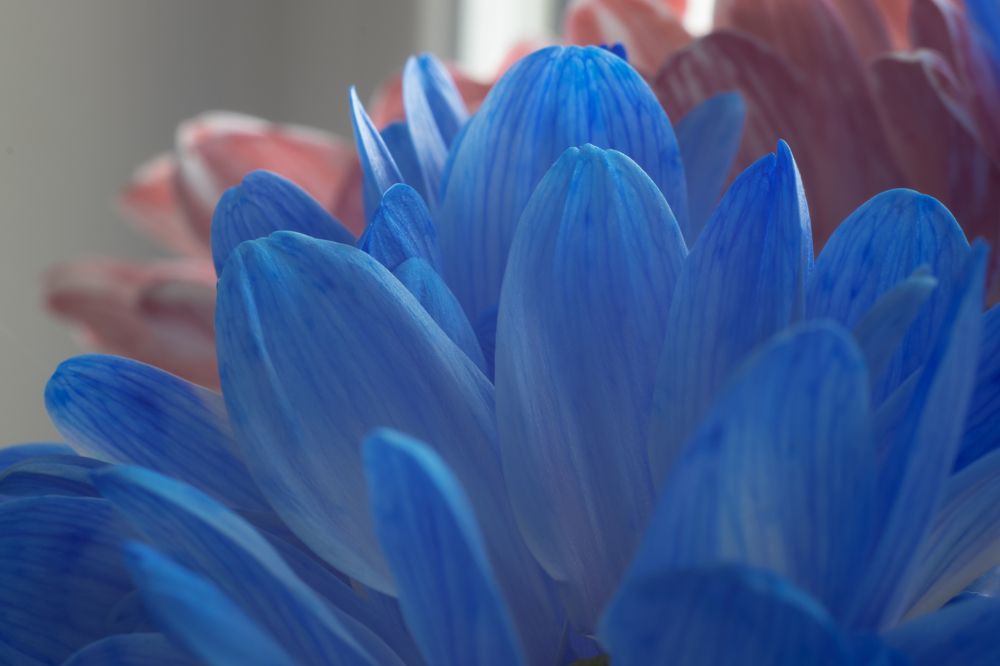 Photograph by Елена Коровкина