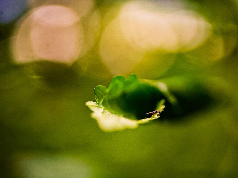 Фотография автора Алиса Чурчудесная