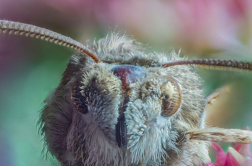Бражник на цветке