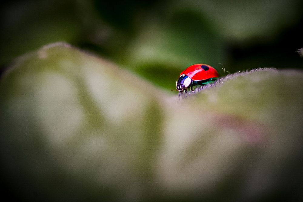 Фотография автора Алиса Чурчудесная