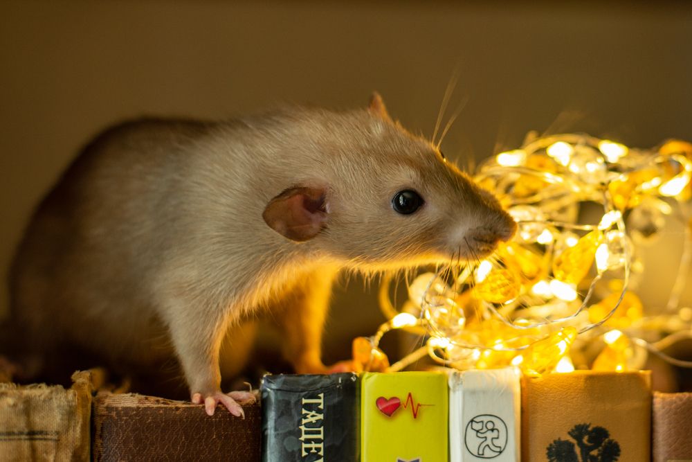 Фотография автора Алёна Подгорная