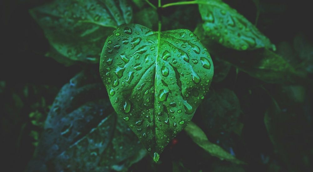 Photograph by shima yousef zade