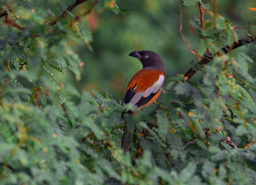 Photograph by G N RAJA